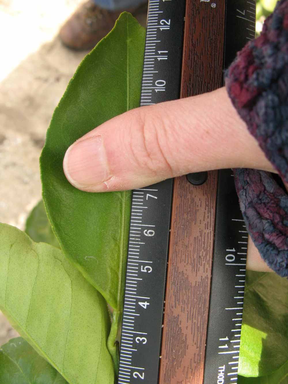              Unifoliolate leaf (Winter Haven, FL)       